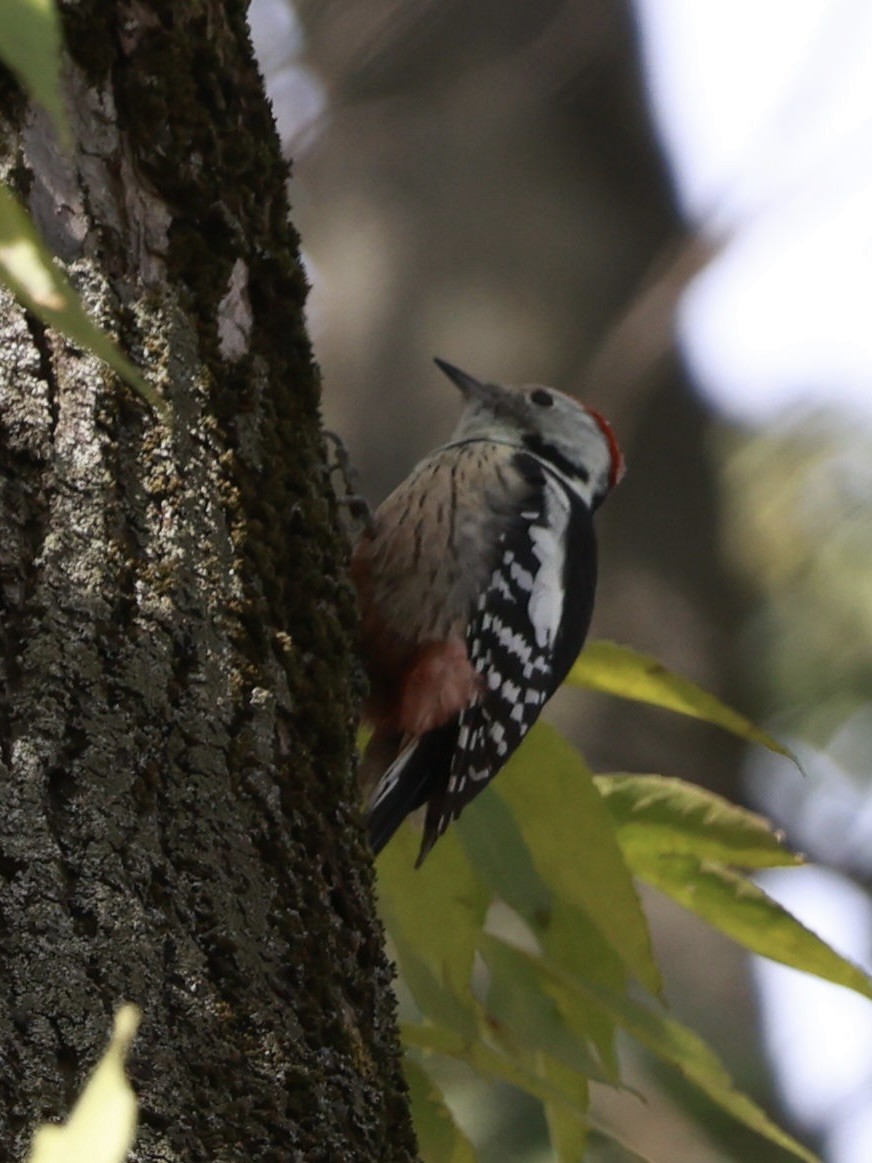 Middle Spotted Woodpecker - ML642913328