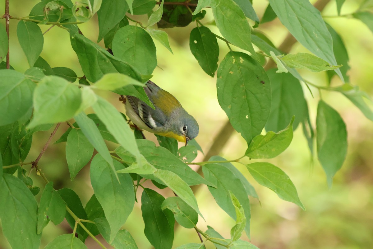 Northern Parula - ML642913331