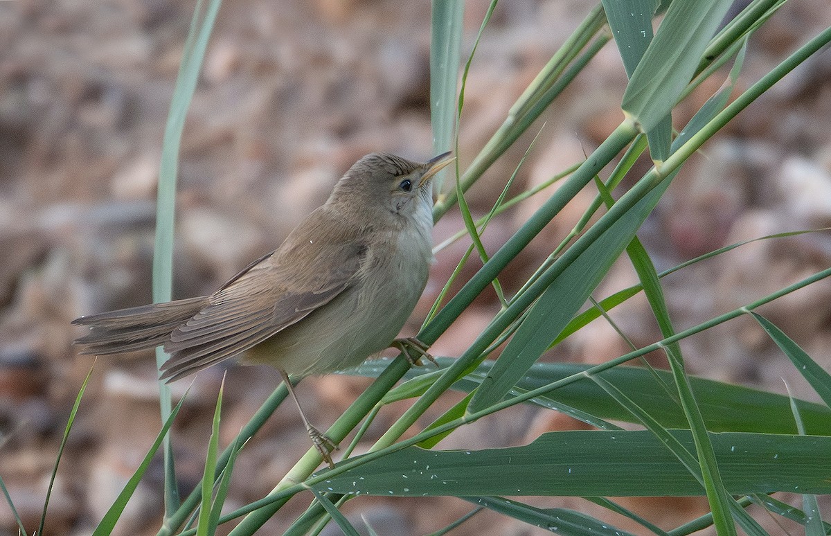 Marsh Warbler - ML642913342