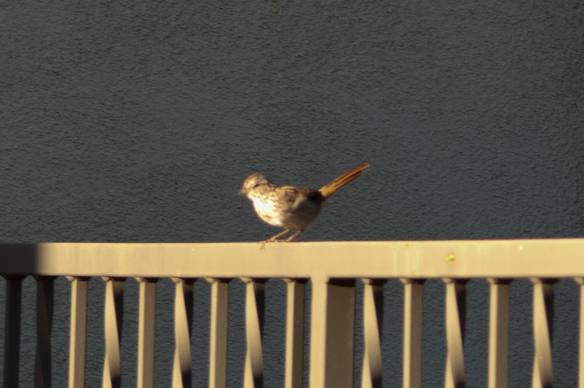 Canyon Towhee - ML642913343