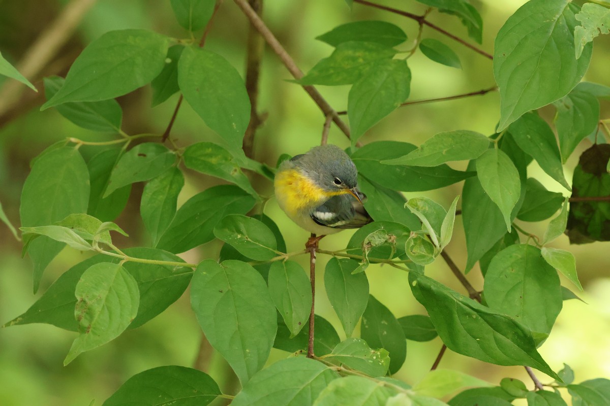 Northern Parula - ML642913348