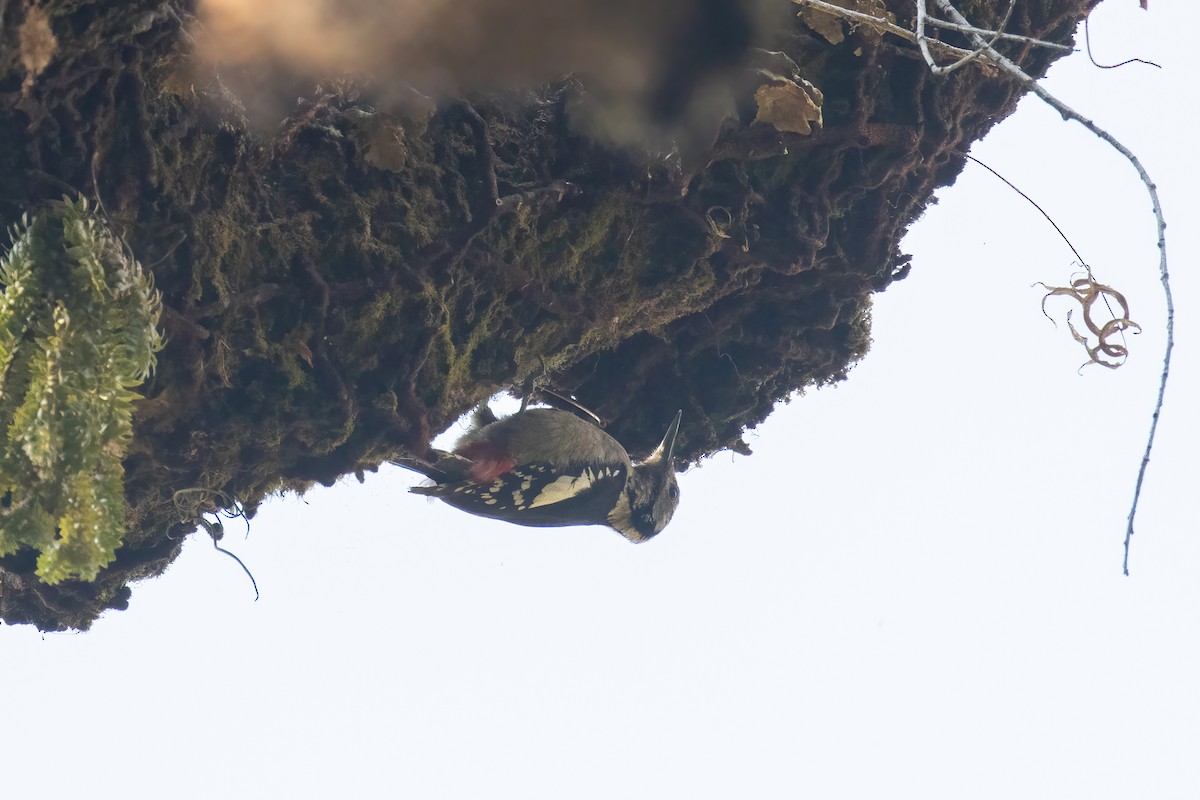Himalayan Woodpecker - ML642913349