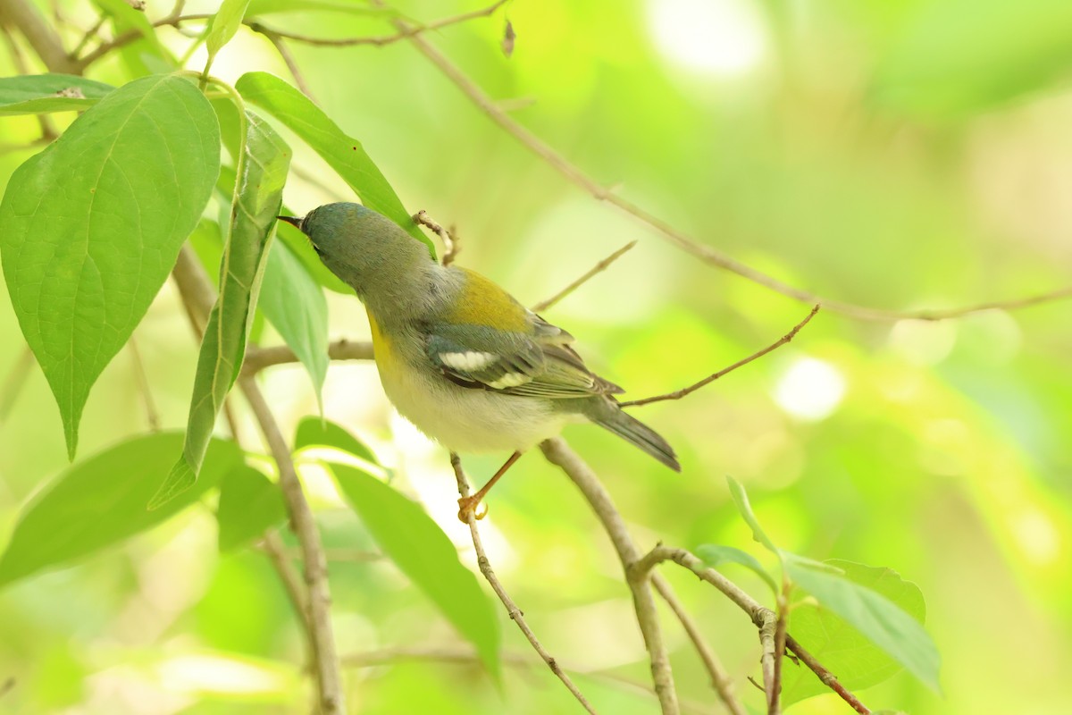 Northern Parula - ML642913351