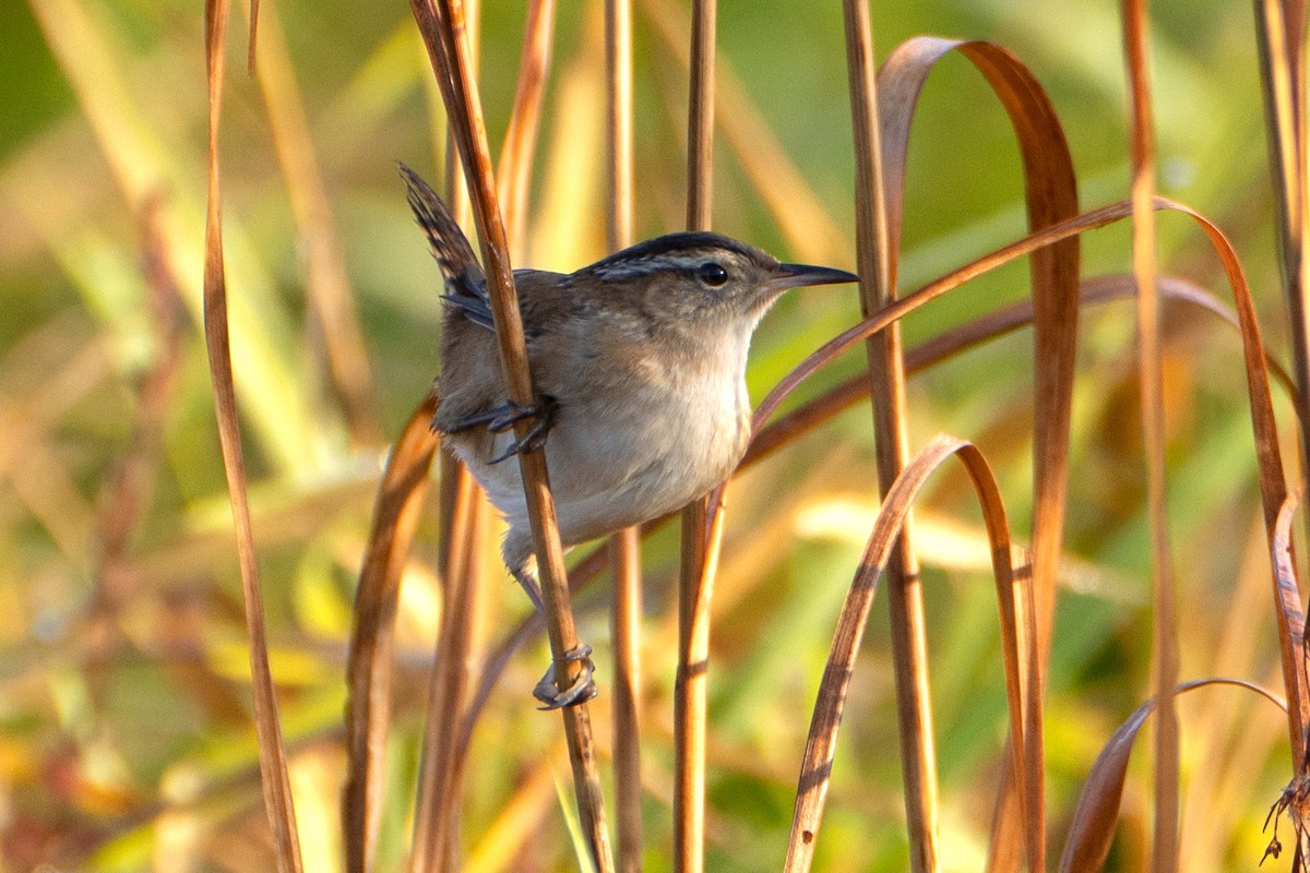 Marsh Wren - ML642913355