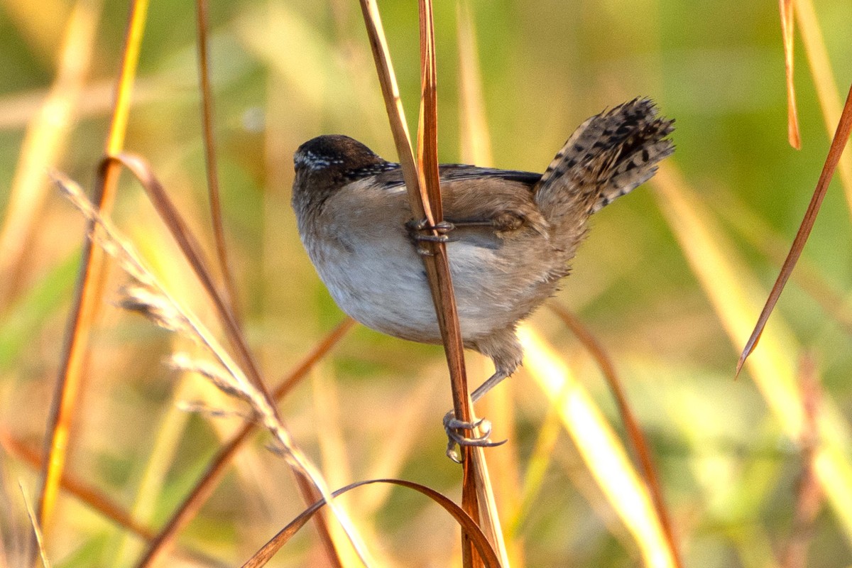Marsh Wren - ML642913356