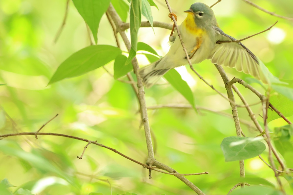 Northern Parula - ML642913357