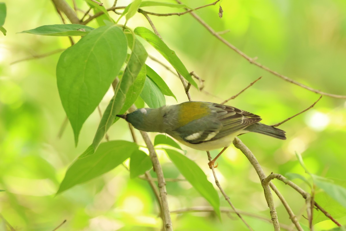 Northern Parula - ML642913374
