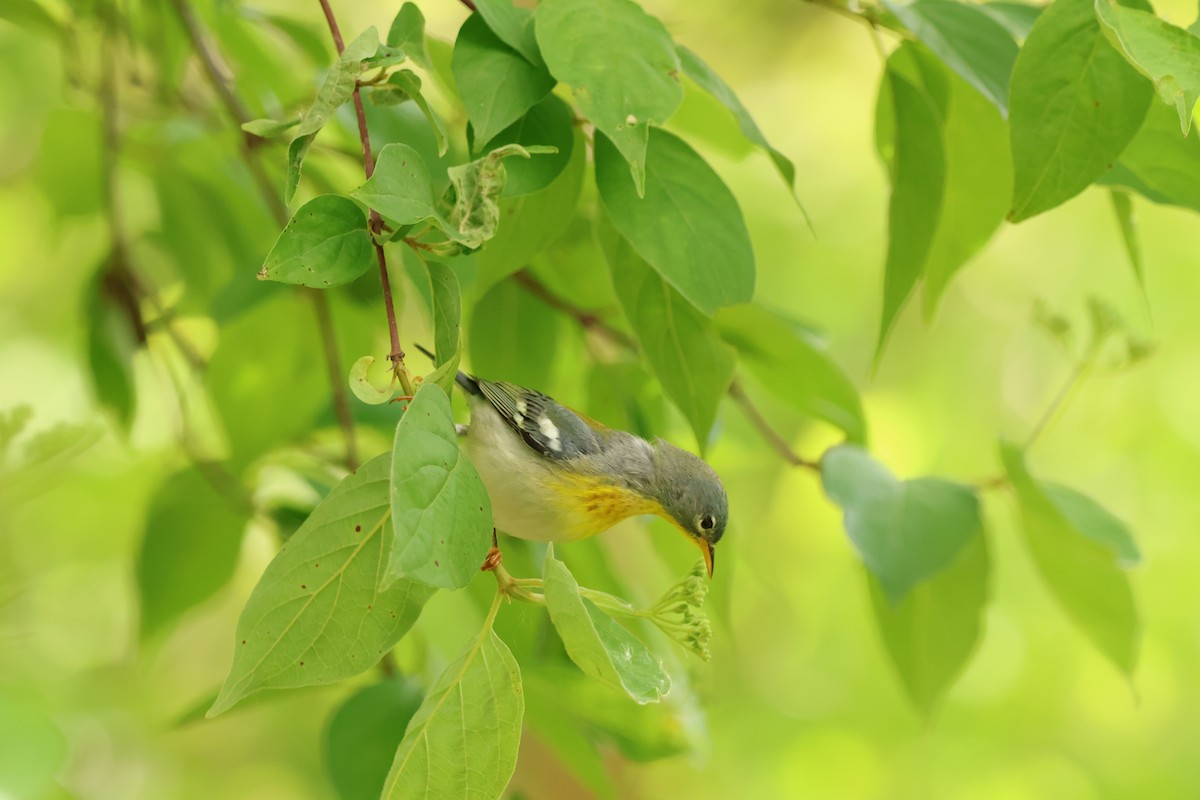Northern Parula - ML642913375