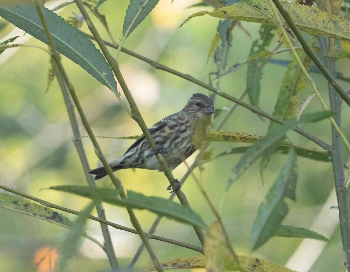 Pine Siskin - ML642913377