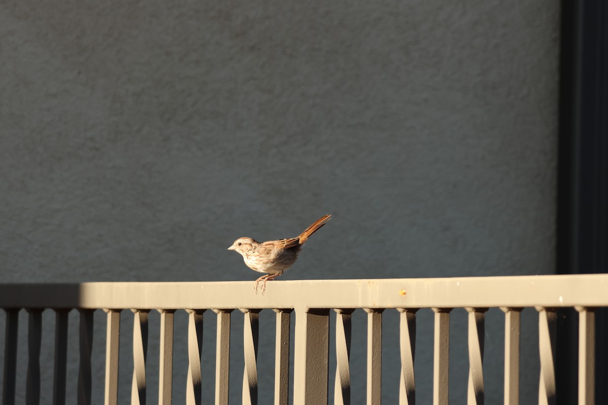 Canyon Towhee - ML642913378