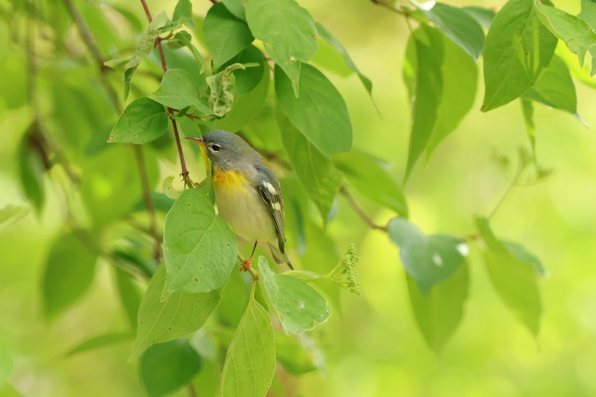 Northern Parula - ML642913390