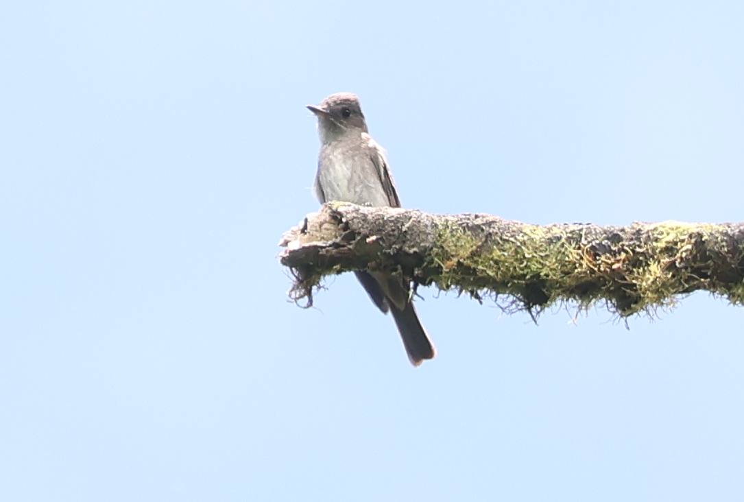 Northern Rough-winged Swallow - ML642913392