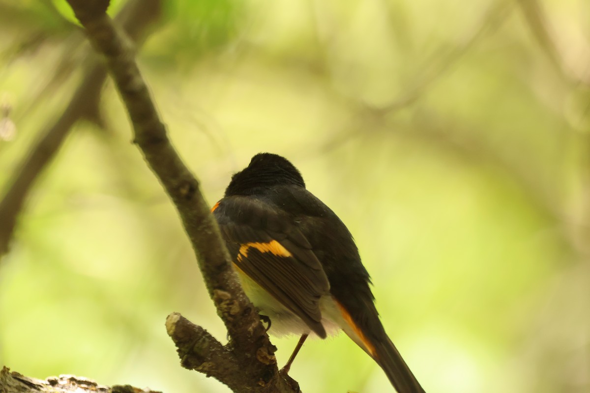 American Redstart - ML642913401