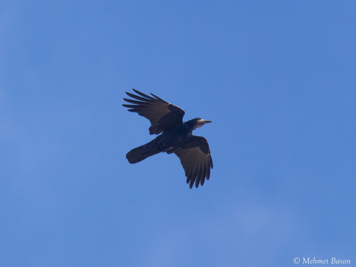 Rook - ML642913411