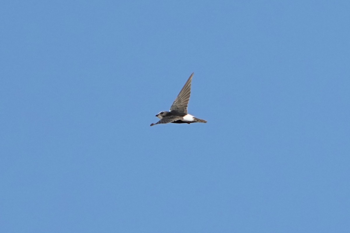 Little Swift - ML642913421