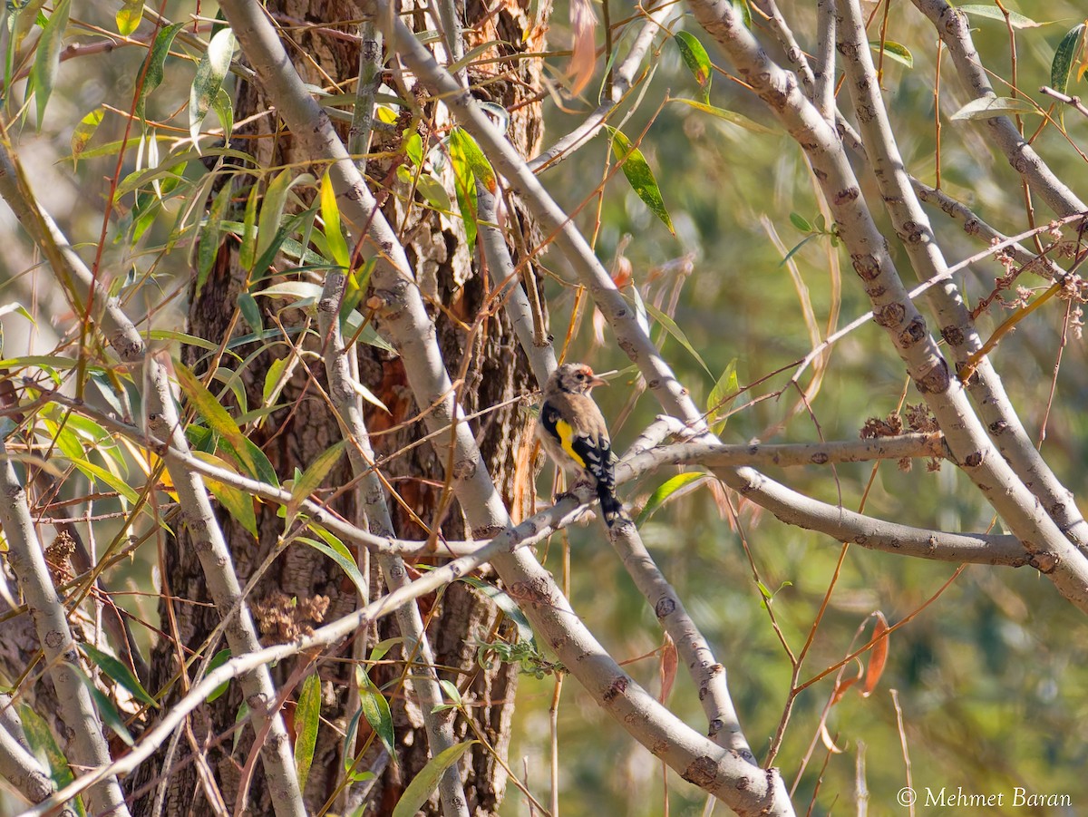 European Goldfinch - ML642913425