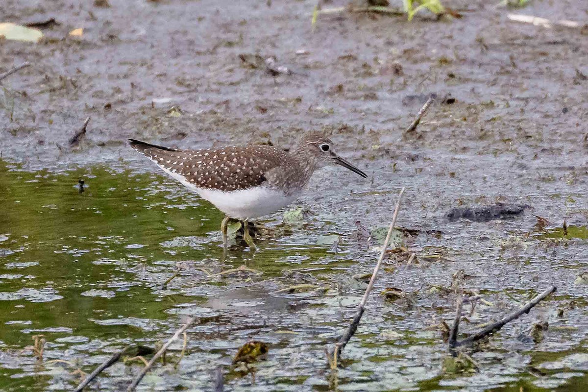Solitary Sandpiper - ML642913426
