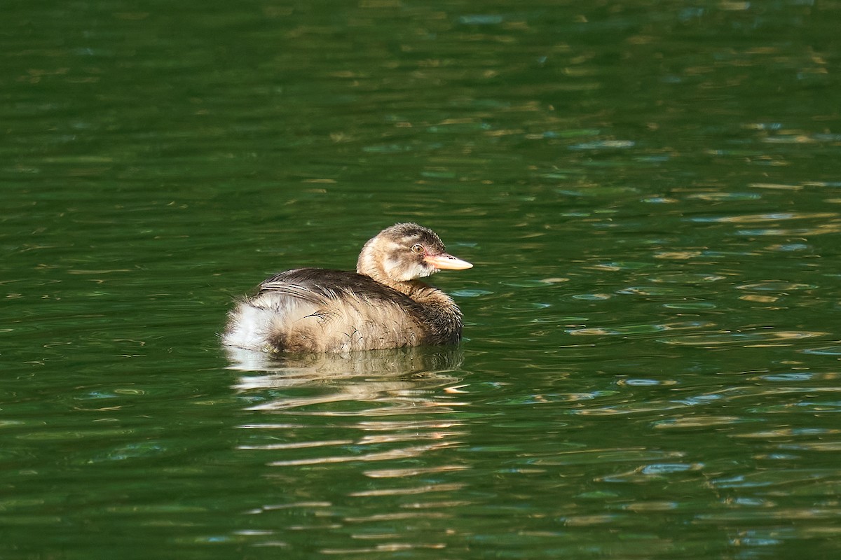 Little Grebe - ML642913434
