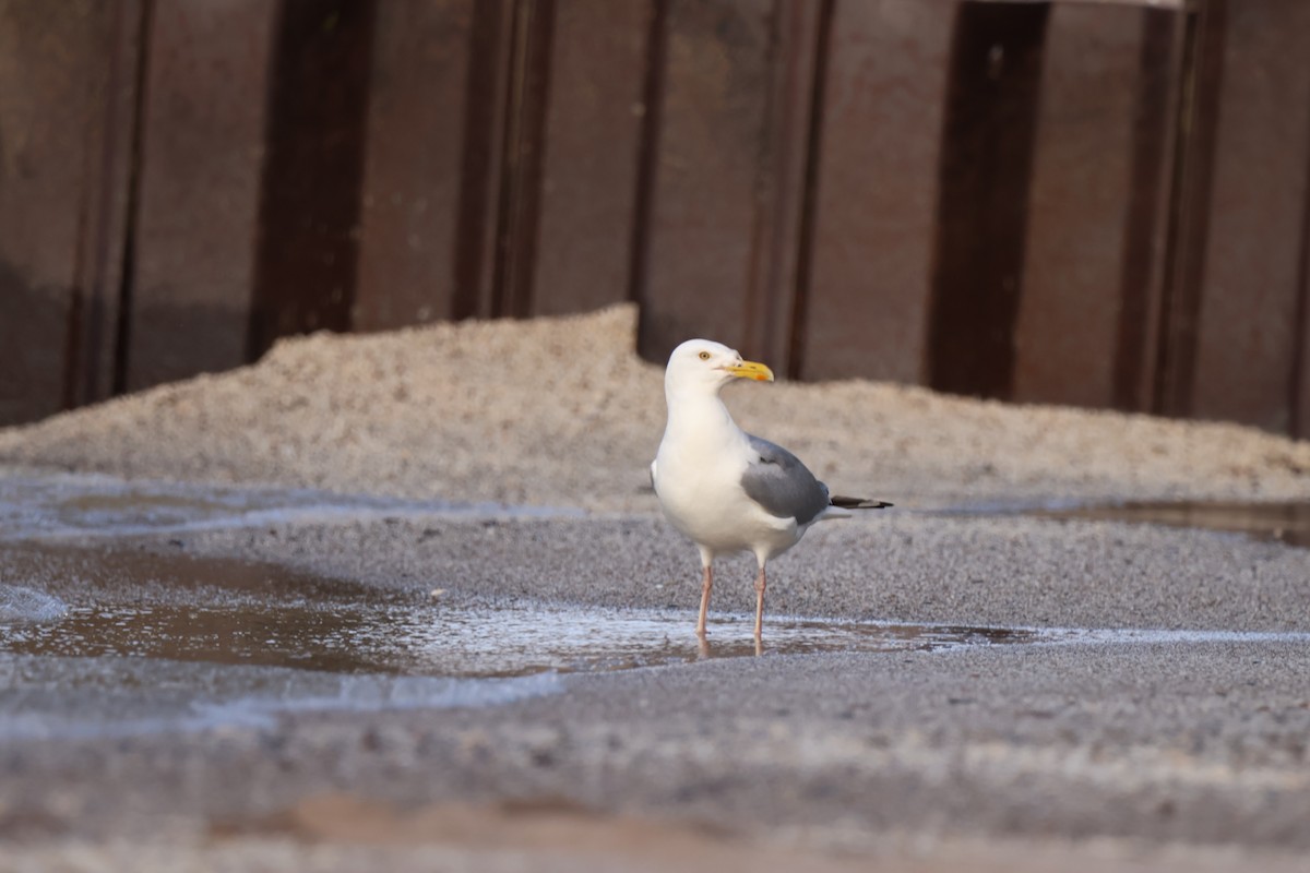 Gaviota Argéntea Americana - ML642913436