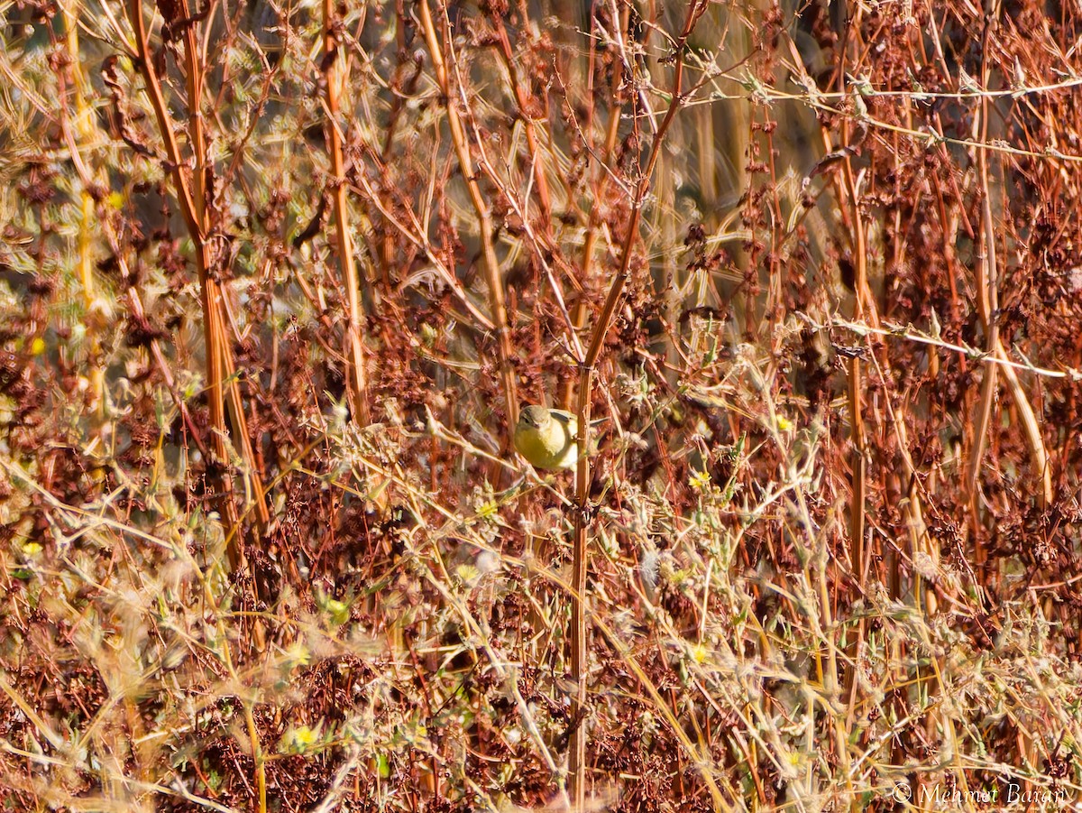 Willow Warbler - ML642913437