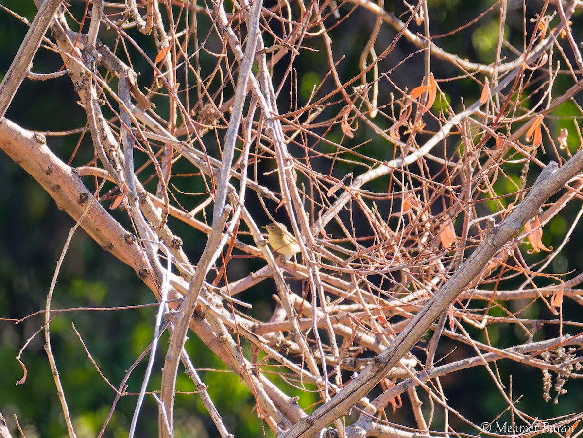 Willow Warbler - ML642913439