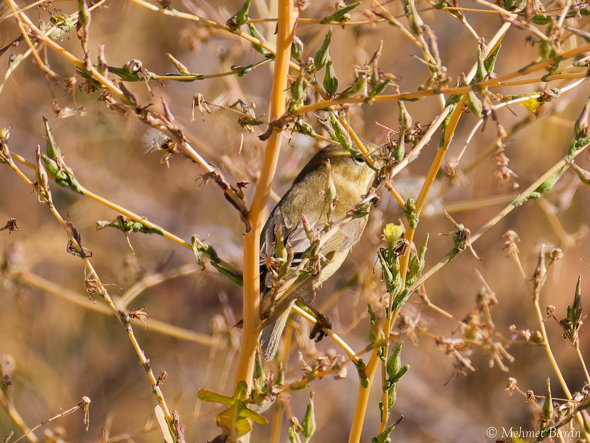 Willow Warbler - ML642913442