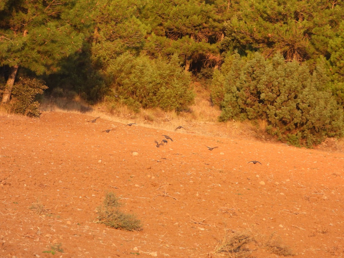 Red-legged Partridge - ML642913444
