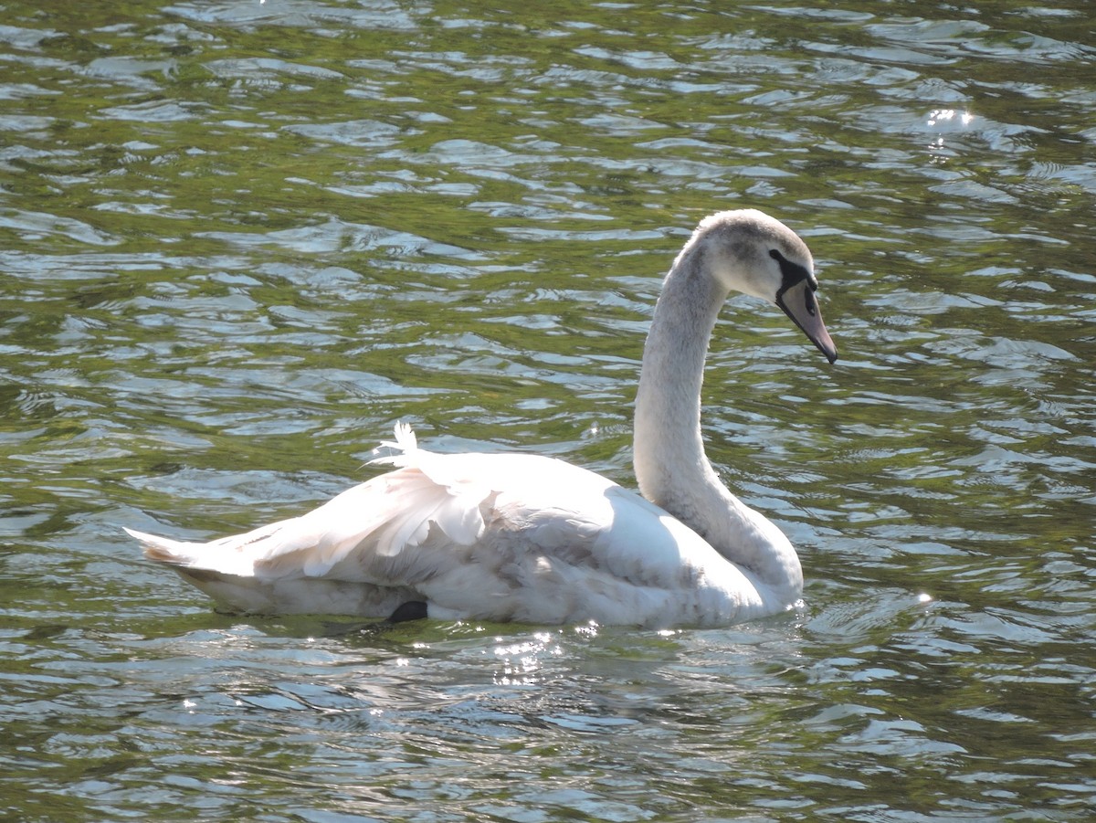 Cigno reale - ML642913446