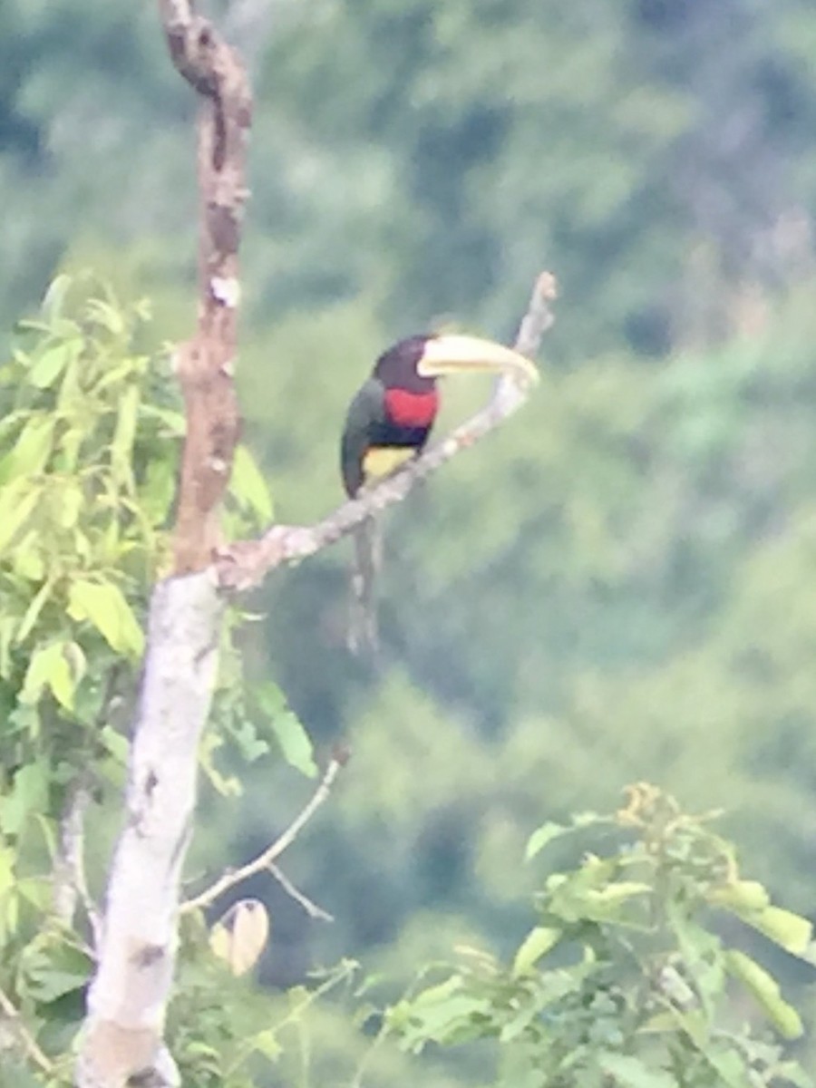 Ivory-billed Aracari (Yellow-billed) - ML642913451