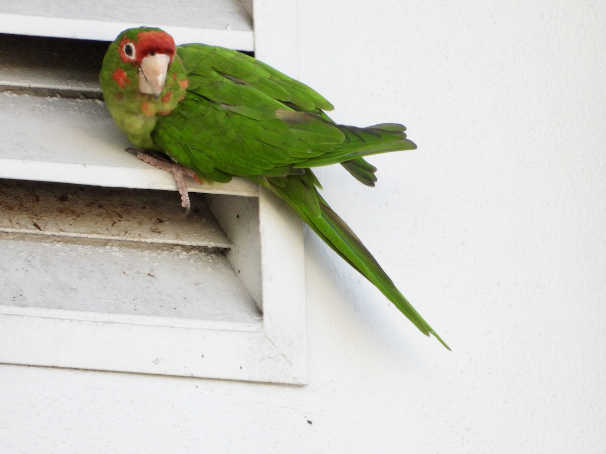 Mitred Parakeet - ML642913453