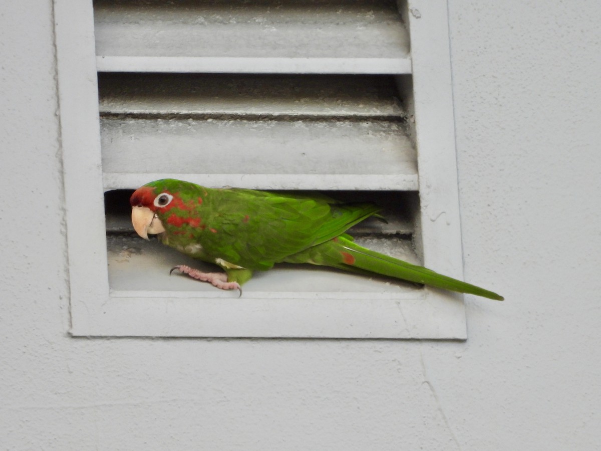 Mitred Parakeet - ML642913454