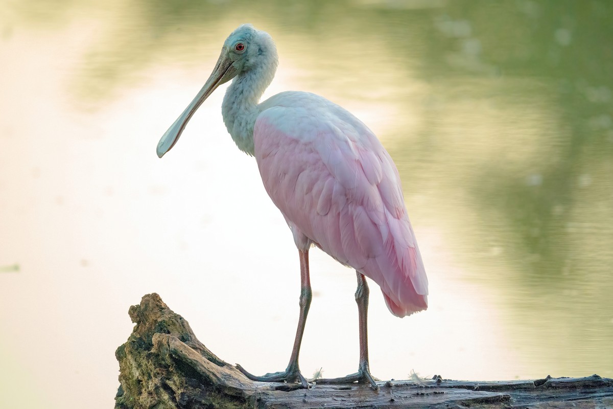 Roseate Spoonbill - ML642913457