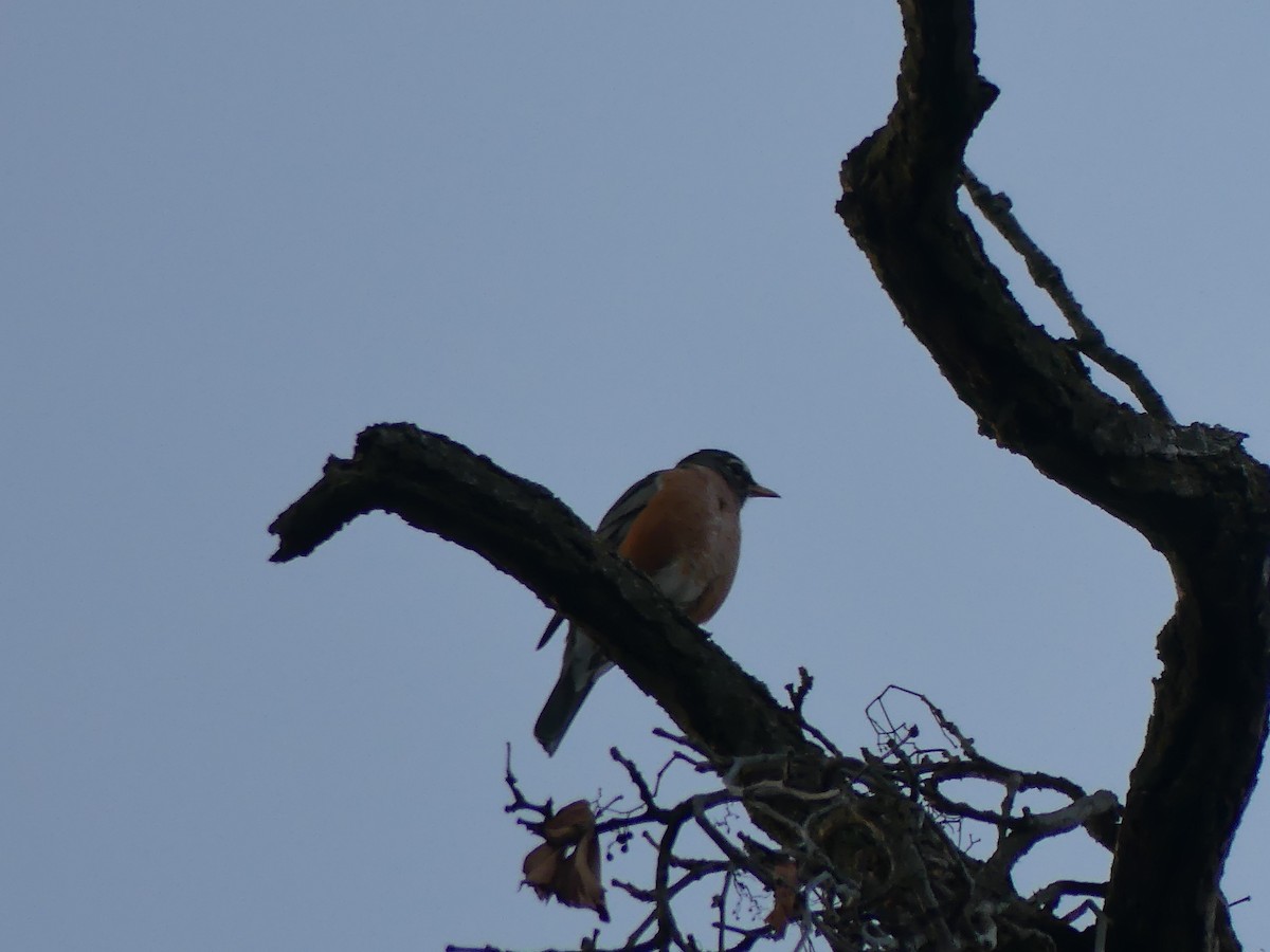 American Robin - ML642913495