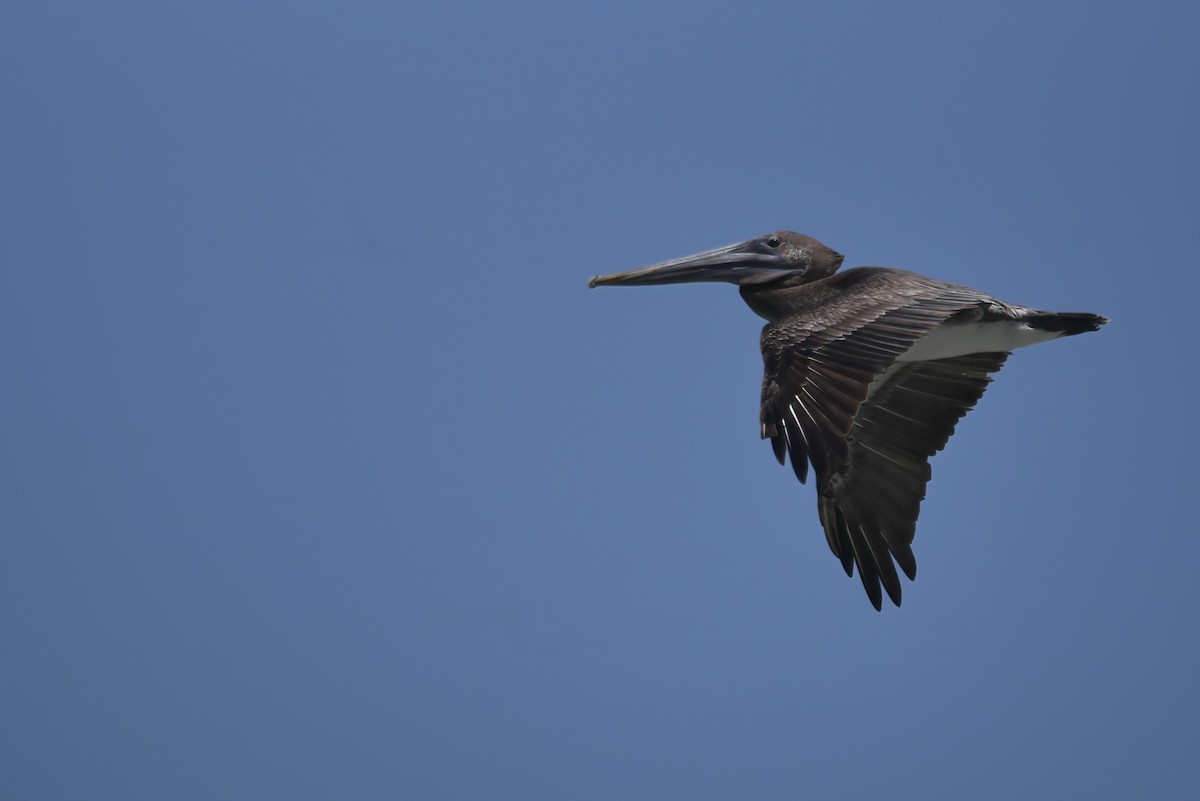Brown Pelican - ML642913497