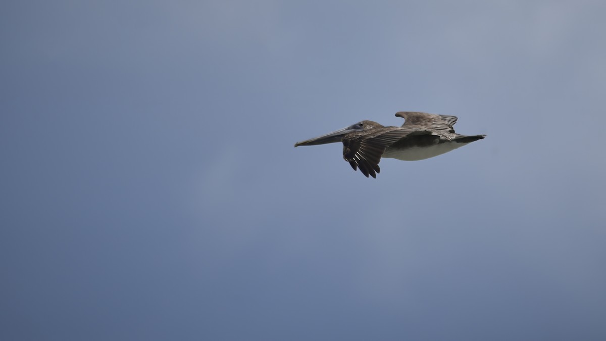 Brown Pelican - ML642913498