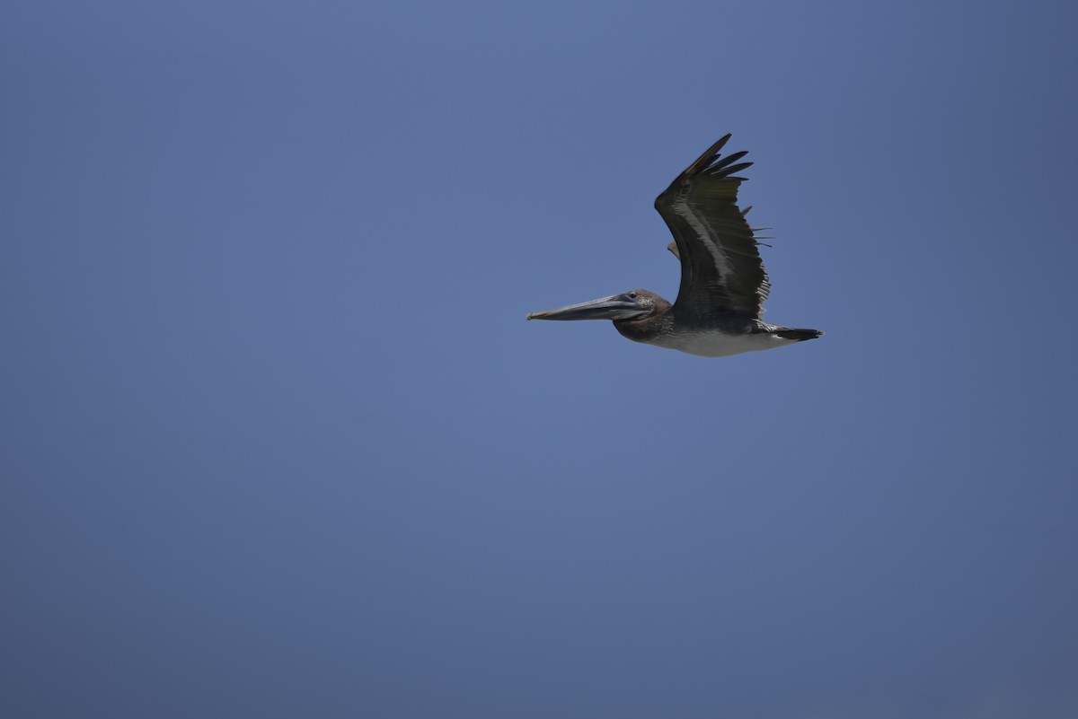 Brown Pelican - ML642913499