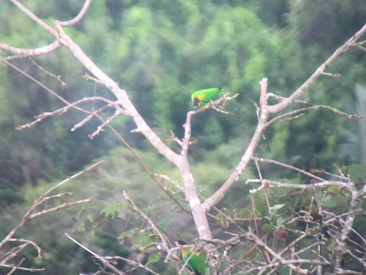 oransjekinnpapegøye - ML642913508