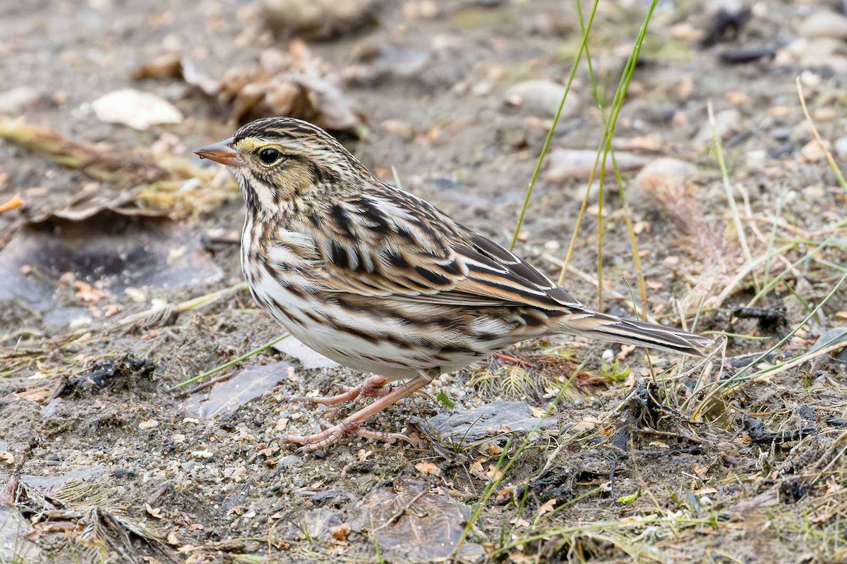 Savannah Sparrow - ML642913523