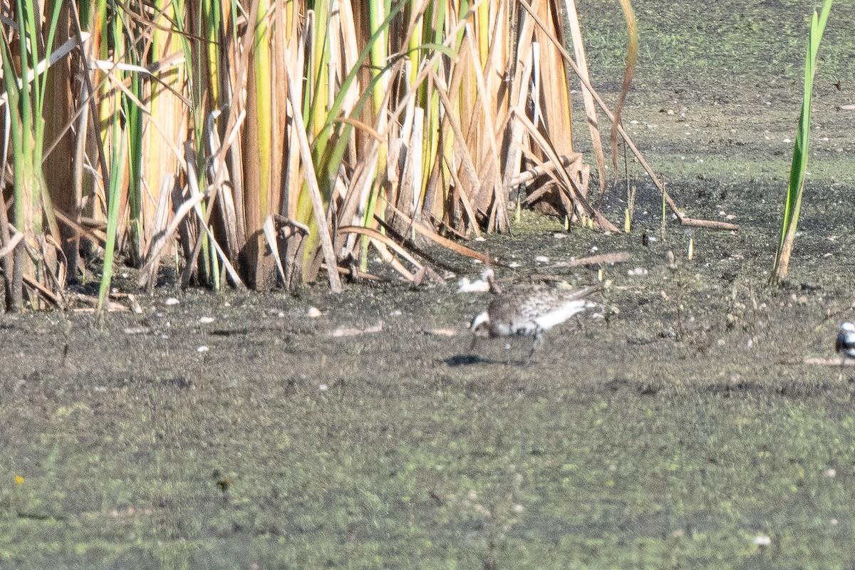 American Golden-Plover - ML642913526