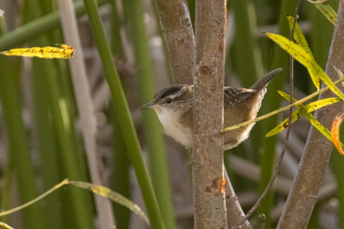 Marsh Wren - ML642913527