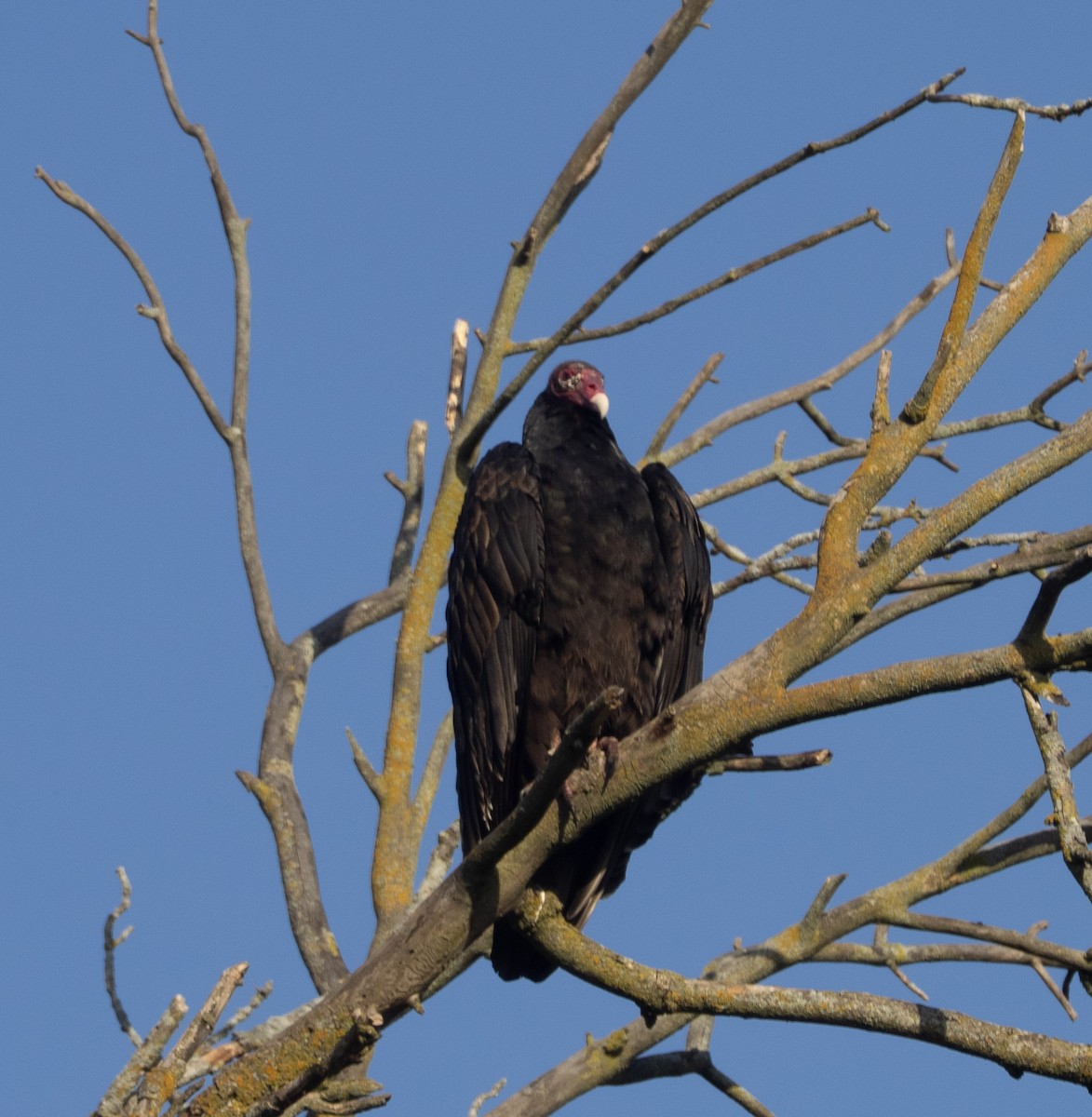 Turkey Vulture - ML642913534
