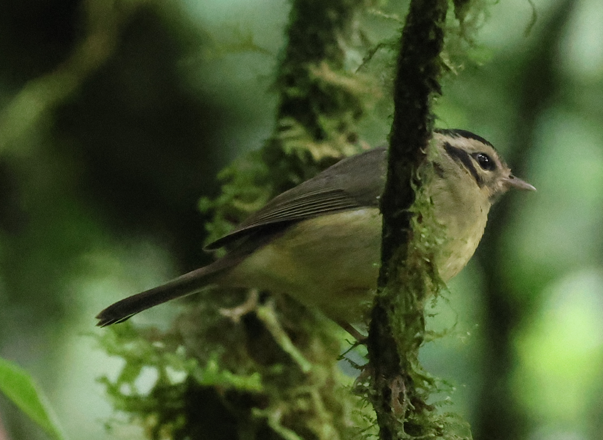 costaricaparula - ML642913535