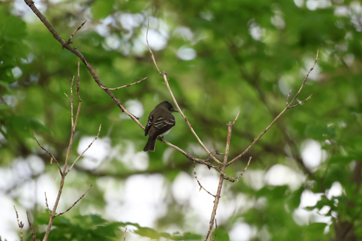 Willow Flycatcher - ML642913537