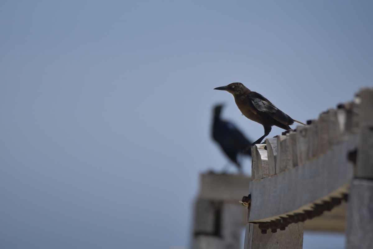 Great-tailed Grackle - ML642913541