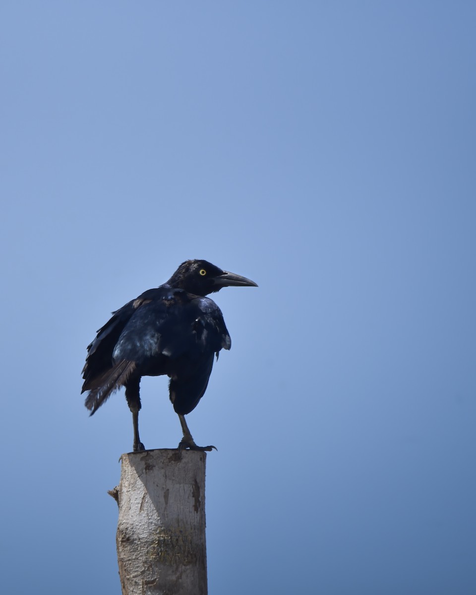 Great-tailed Grackle - ML642913542