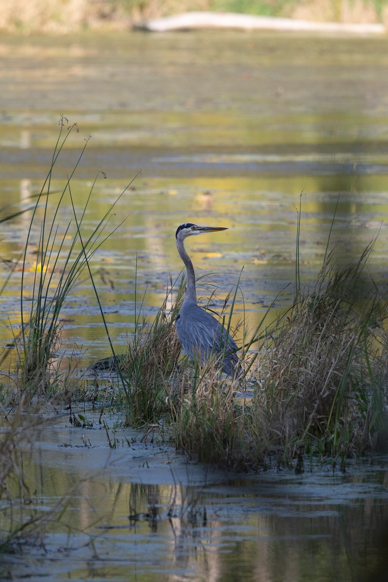 Great Blue Heron - ML642913543