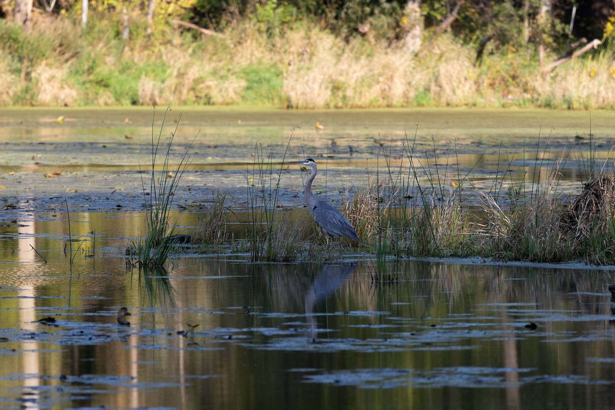 Great Blue Heron - ML642913544