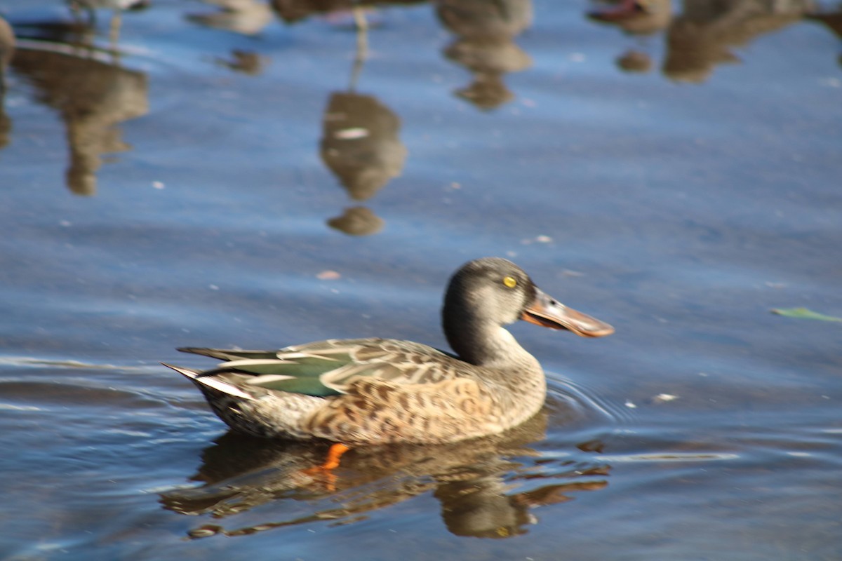 Northern Shoveler - ML642913546