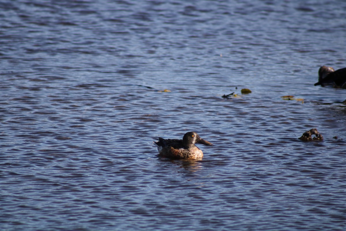 Northern Shoveler - ML642913547
