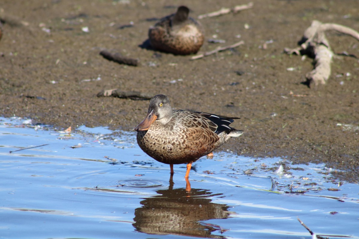 Northern Shoveler - ML642913548